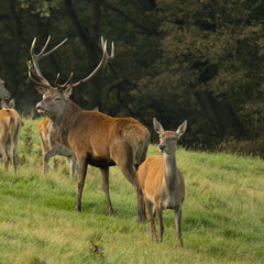 deer with stag