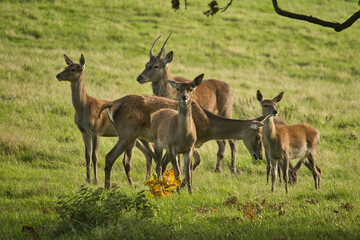 group of deer