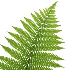 fern leaf isolated on white