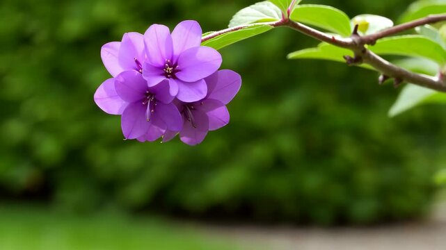 Close-up of blooming Dombeya plant with delicate purple flowers and a lush green foliage background in a natural setting