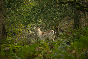 deer in woods