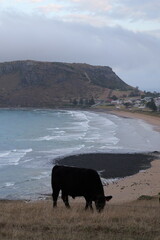 cows on the beach
