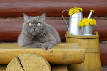 A grey cat sits on a yellow wooden bench, which is in front of a yellow wooden barrel with a metal watering can on it, filled with dandelion flowers, against a log wall.	