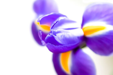 Beautiful violet iris flowers on a white background. Minimalist floral composition.