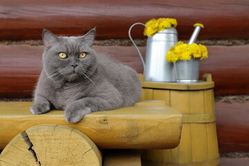 A grey cat sits on a yellow wooden bench, which is in front of a yellow wooden barrel with a metal watering can on it, filled with dandelion flowers, against a log wall.	