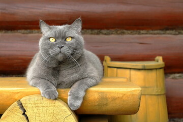 A grey cat sits on a yellow wooden bench, which is in front of a yellow wooden barrel against a log wall.	