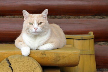 A red cat sits on a yellow wooden bench, which is in front of a yellow wooden barrel against a log wall.