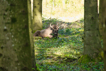 bison in woods