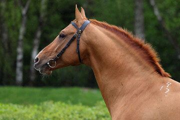 Fototapeta premium Thoroughbred horse in the rain against the backdrop of nature