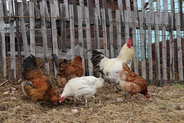 free range chicken
