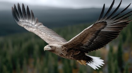 Obraz premium An eagle glides through the air, showcasing rolling hills and forests amidst a dramatic sky filled with dark clouds
