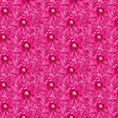Bright Pink Floral Pattern With Symmetrical Blooming Petals chrysanthemum