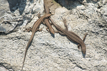 lizard on the rock