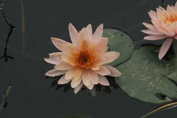 pink water lily