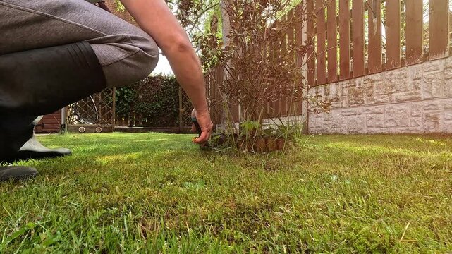 A man kneels on the grass and carefully trims it with a handheld lawn mower, focused on maintaining his garden with precision and care.