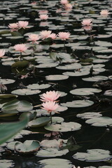 pink water lilies