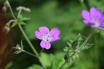 purple flower in the garden