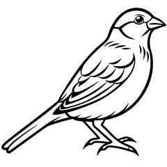 Enchanted Sparrow line art vector