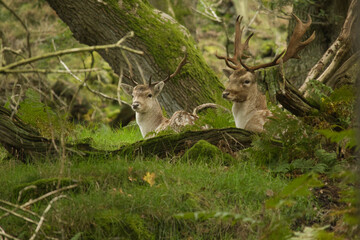 two deer in the woods