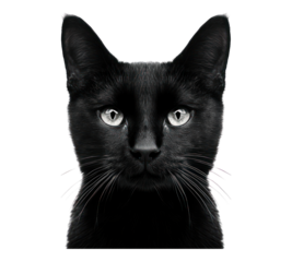 cat on transparent background