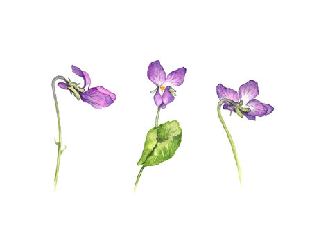 Aquarell Veilchenbl&uuml;ten Blume der Liebe