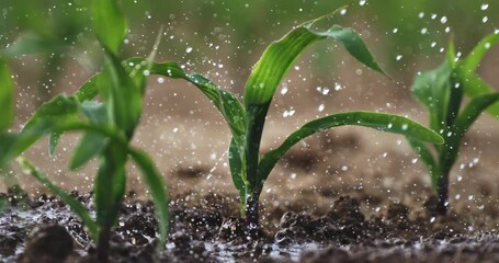 Super Slow Motion Close-Up of Corn Seedling Sprinkled with Water. Young Green Plant Growing in Soil While Getting Hydrated in Sunlight, Concept of Farming, Growth, Nature, and Sustainable Agriculture. - Powered by Adobe