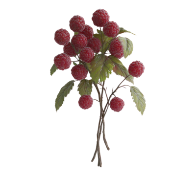 Raspberries on transparent background