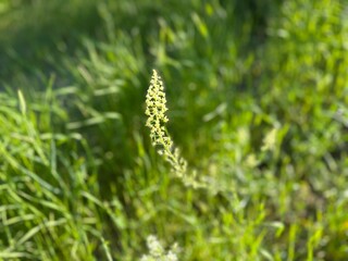 Reseda lutea plant blooms yellow flowers in the field. Close-up. Reseda lutea, the yellow mignonette or wild mignonette, is a species of fragrant herbaceous flowering plant.
