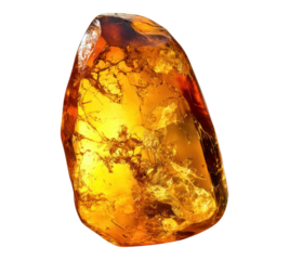 Amber fossil on transparent background