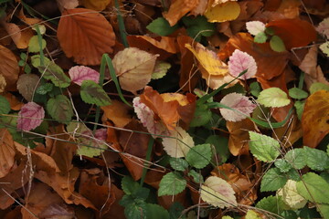 Autumn colorful Leaves on the Forest Floor
