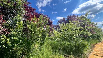 Obraz premium lavender field in provence