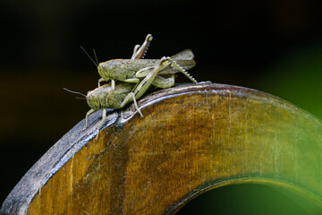 Grasshopper mating. Two grasshoppers in nature. Macro photography of a grasshopper