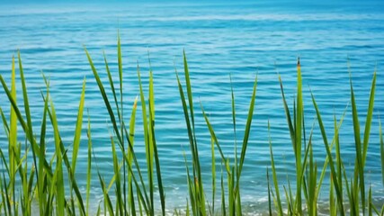 Close-up view of vibrant green reeds growing in clear blue water.