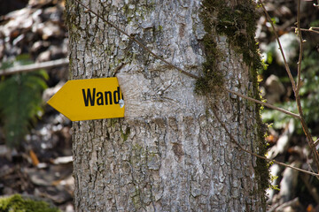 Fototapeta premium sign grown into tree