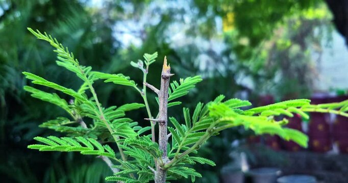 Fresh green leaves and branches of the Prosopis cineraria, or Shami plant, are seen in a close-up view, swaying in the wind.