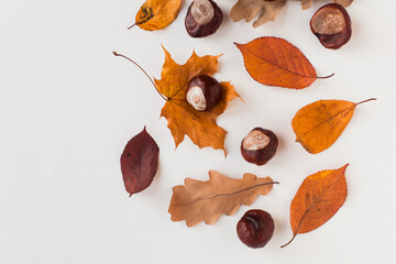 Autumn holiday frame composition with dry leafs and chestnuts on white backround. Creative layout...