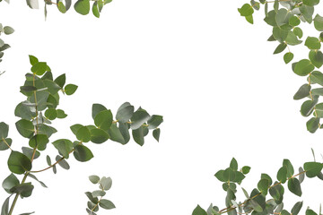 Eucalyptus sprig isolated on a white background.