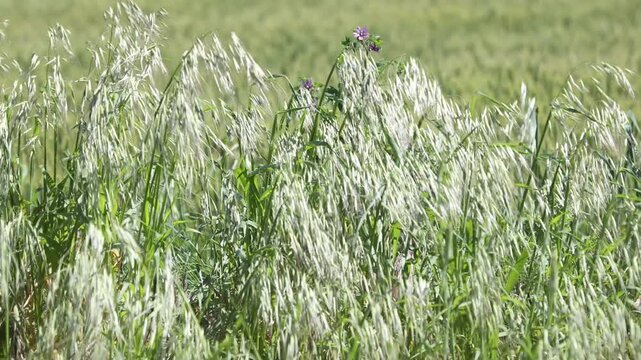 espigas verdes con movimientos violentos por el viento en un campo rural