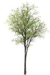 Obraz premium tree isolated on white background