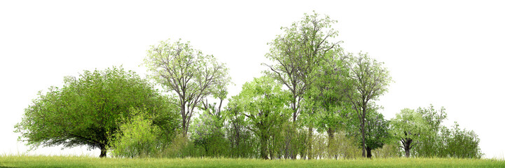 green grass isolated on white