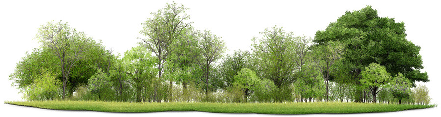 green grass on white background/This lush woodland landscape, filled with green trees, captures the true essence of summer and the beauty of nature in the great outdoors.