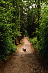 Spring forests of Central Europe
