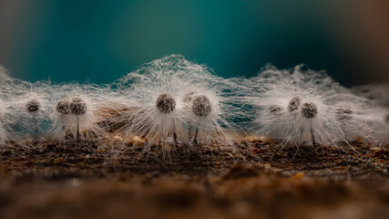 Slime molds. The smallest mushrooms in the world. Mysterious creatures of nature. Nature background. 