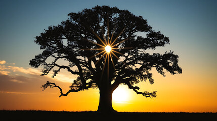 Landscape Wallpaper Sunset Oak Silhouette Meadow Tranquil Scenery