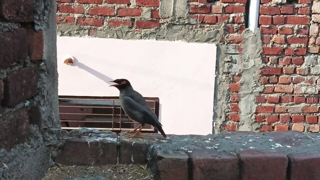 Common Myna Bird Calling on Brick Wall in Urban Setting
