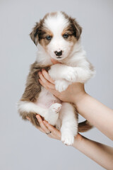 Border Collie puppy aged 1 month on a dark background, held in female hands. The puppy looks at the camera, its eyes are blue.