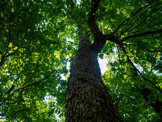 풍성한 잎을 틔운 나무 줄기