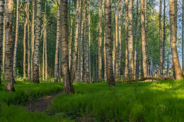 Naklejka premium Spring sunset in a forest
