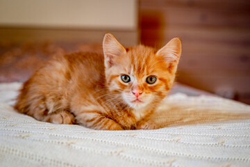 Cute orange red striped kitten on the bed