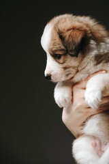 Portrait of a border collie puppy, he is 1 month old. He is sitting on the owner's hands and looking away. Close-up. background is dark